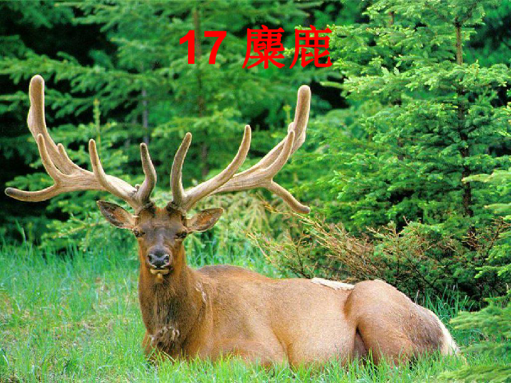四不像玄機圖2024，四不像玄機圖，探索未知世界的神秘鑰匙（2024年展望）