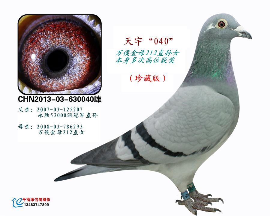 東光天宇鴿舍最新發布