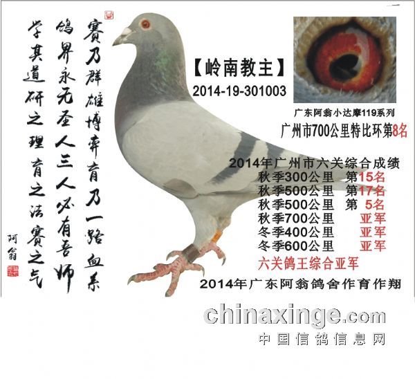 最新阿翁鑒鴿視頻全集
