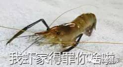 最新擠寄生蟲(chóng)視頻合集