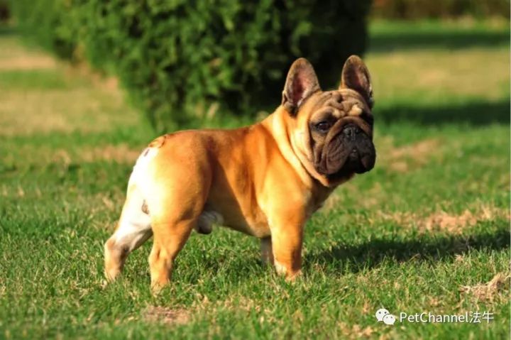 最新三平犬業種公